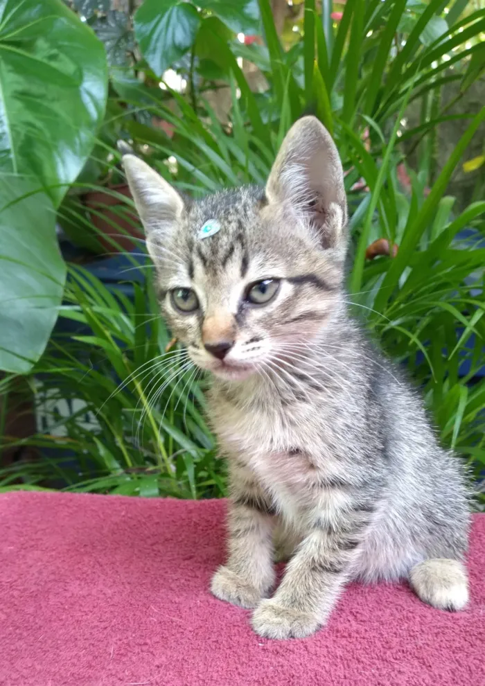 Gato ra a SRD-ViraLata idade Abaixo de 2 meses nome Bebê  Lua está para adoção responsável ADOTADA! 