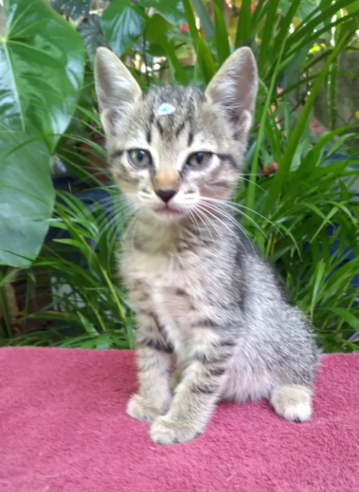 Gato ra a SRD-ViraLata idade Abaixo de 2 meses nome Bebê  Lua está para adoção responsável ADOTADA! 