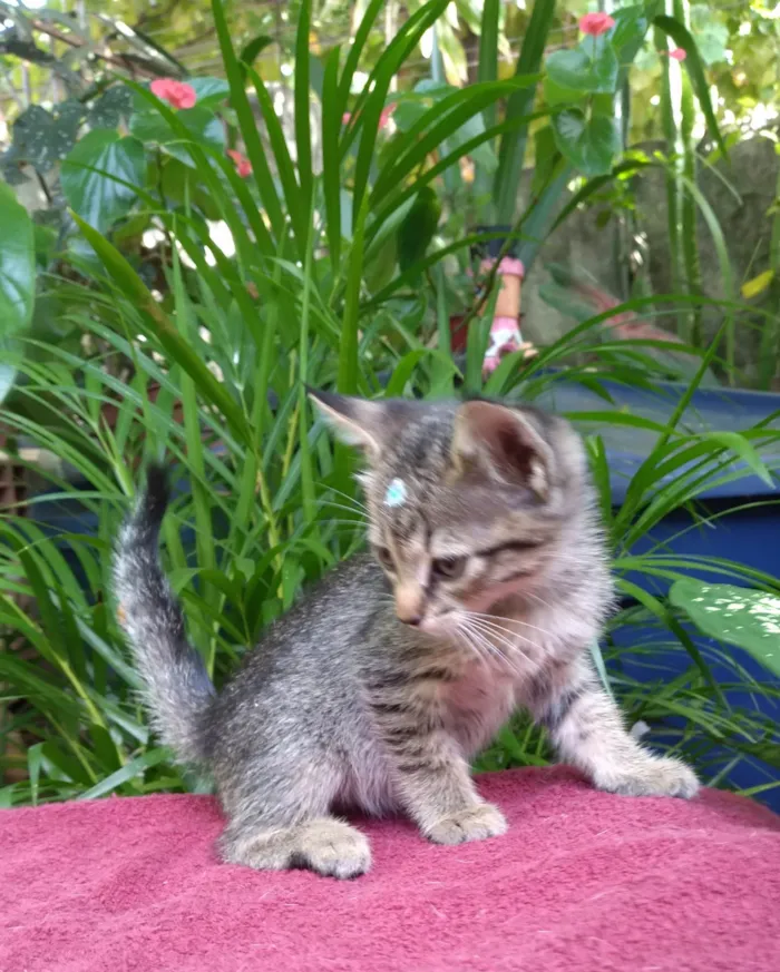 Gato ra a SRD-ViraLata idade Abaixo de 2 meses nome Bebê  Lua está para adoção responsável ADOTADA! 