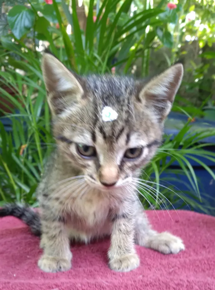 Gato ra a SRD-ViraLata idade Abaixo de 2 meses nome Bebê  Lua está para adoção responsável ADOTADA! 