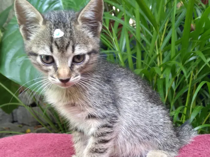 Gato ra a SRD-ViraLata idade Abaixo de 2 meses nome Bebê  Lua está para adoção responsável ADOTADA! 