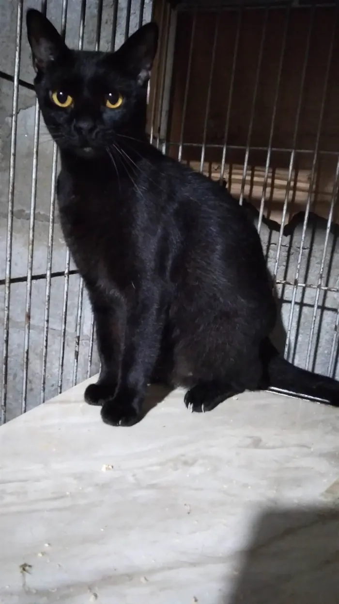 Gato ra a Gatinha PÉROLA  idade 1 ano nome PÉROLA  ADOTADA.