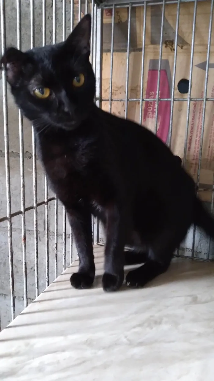 Gato ra a Gatinha PÉROLA  idade 1 ano nome PÉROLA  ADOTADA.