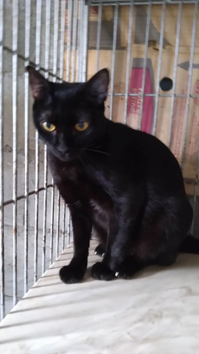 Gato ra a Gatinha PÉROLA  idade 1 ano nome PÉROLA  ADOTADA.