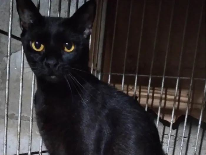 Gato ra a Gatinha PÉROLA  idade 1 ano nome PÉROLA  ADOTADA.