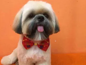 Cachorro raça Shih tzu  idade 3 anos nome chefão 
