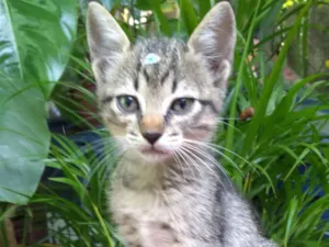 Gato raça SRD-ViraLata idade Abaixo de 2 meses nome Bebê  Lua está para adoção responsável ADOTADA! 