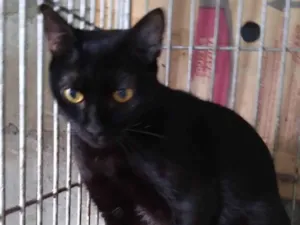 Gato raça Gatinha PÉROLA  idade 1 ano nome PÉROLA  ADOTADA.