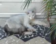 Gatinho Perseu