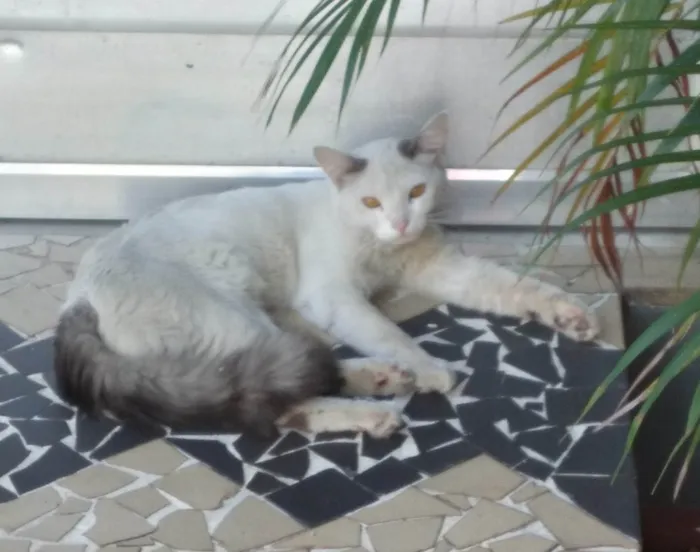 Gato ra a SRD-ViraLata idade 7 a 11 meses nome Gatinho Perseu