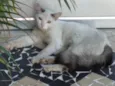 Gatinho Perseu