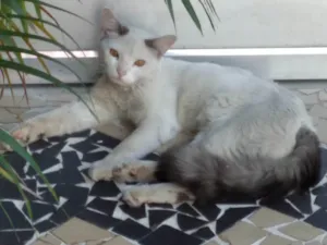 Gato raça SRD-ViraLata idade 7 a 11 meses nome Gatinho Perseu