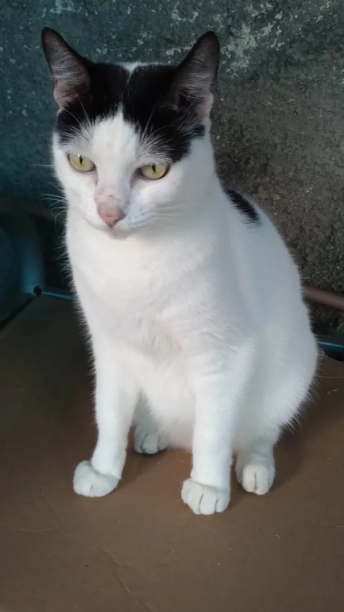 Gato ra a SRD-ViraLata idade 3 anos nome Samira