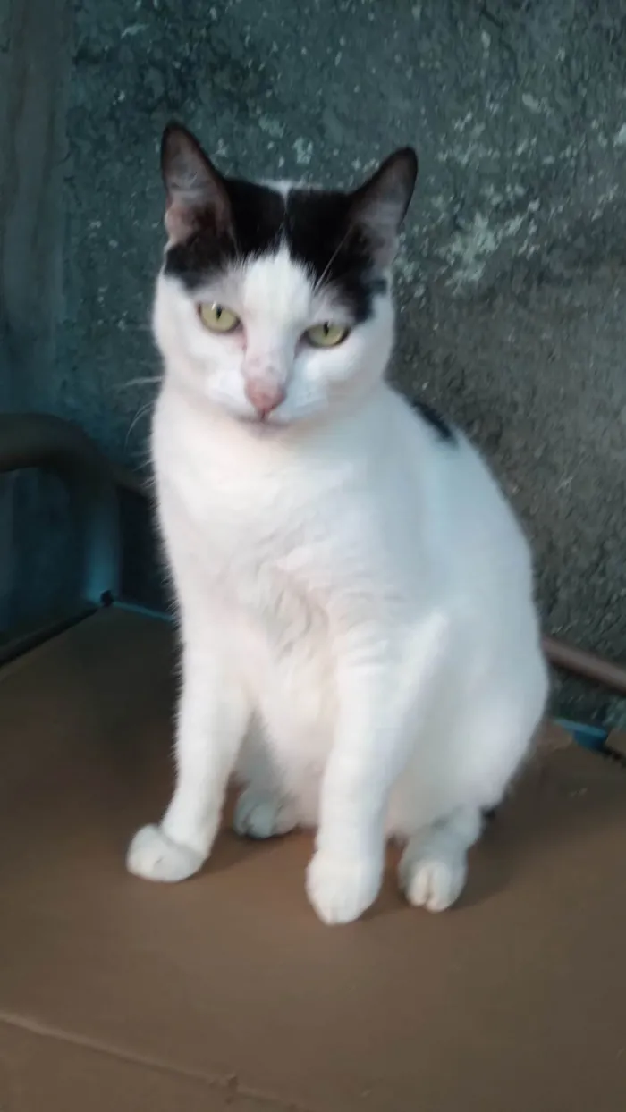 Gato ra a SRD-ViraLata idade 3 anos nome Samira