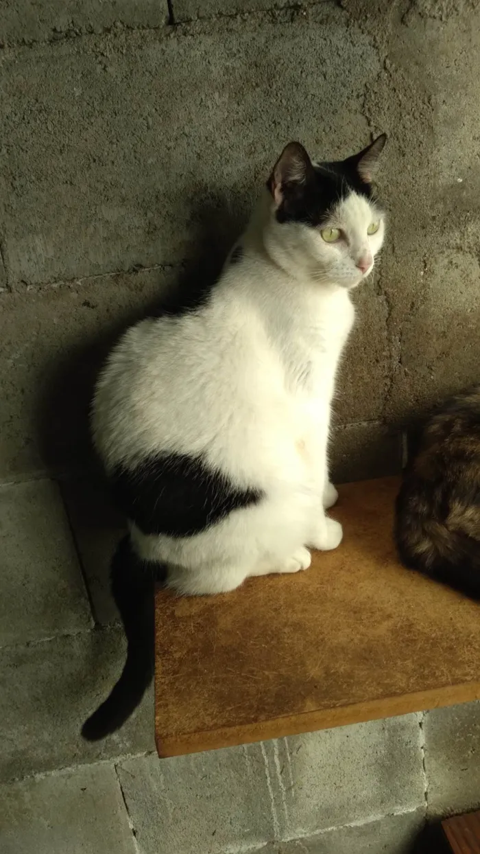 Gato ra a SRD-ViraLata idade 3 anos nome Samira