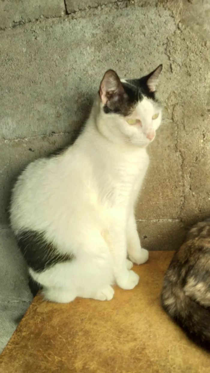 Gato ra a SRD-ViraLata idade 3 anos nome Samira