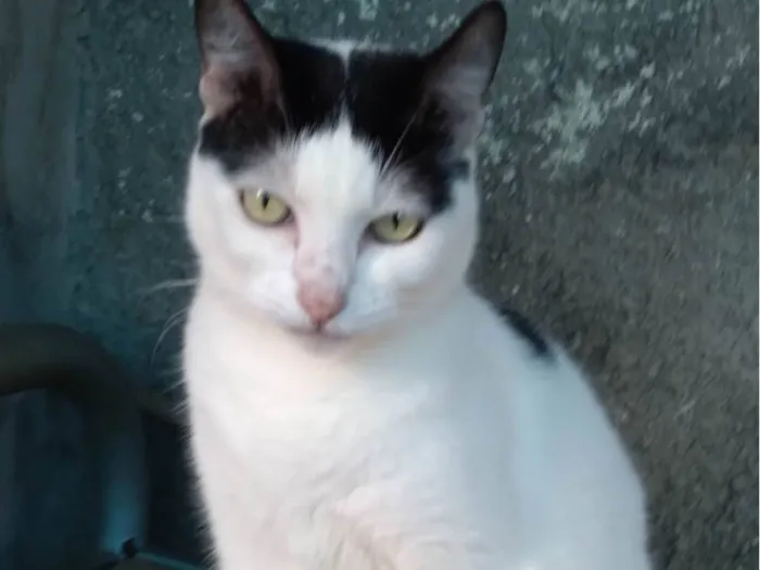 Gato ra a SRD-ViraLata idade 3 anos nome Samira