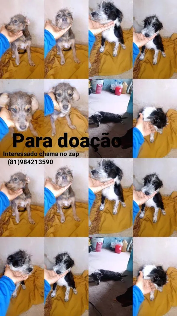 Cachorro raça Viralata com pudo  idade 2 a 6 meses nome Luna, e florzinha 