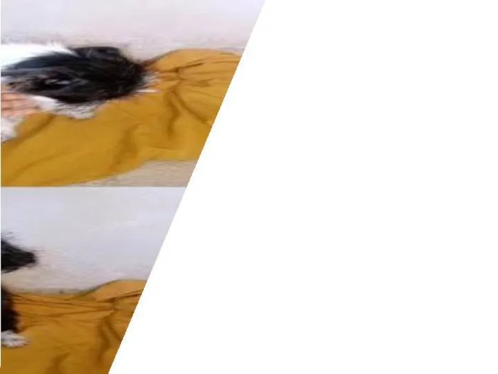 Cachorro raça Viralata com pudo  idade 2 a 6 meses nome Luna, e florzinha 