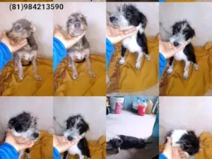 Cachorro raça Viralata com pudo  idade 2 a 6 meses nome Luna, e florzinha 