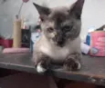 Gato raça SRD-ViraLata idade 1 ano nome Amy