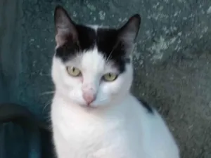 Gato raça SRD-ViraLata idade 3 anos nome Samira