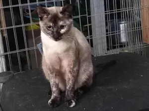 Gato raça SRD-ViraLata idade 1 ano nome Amy