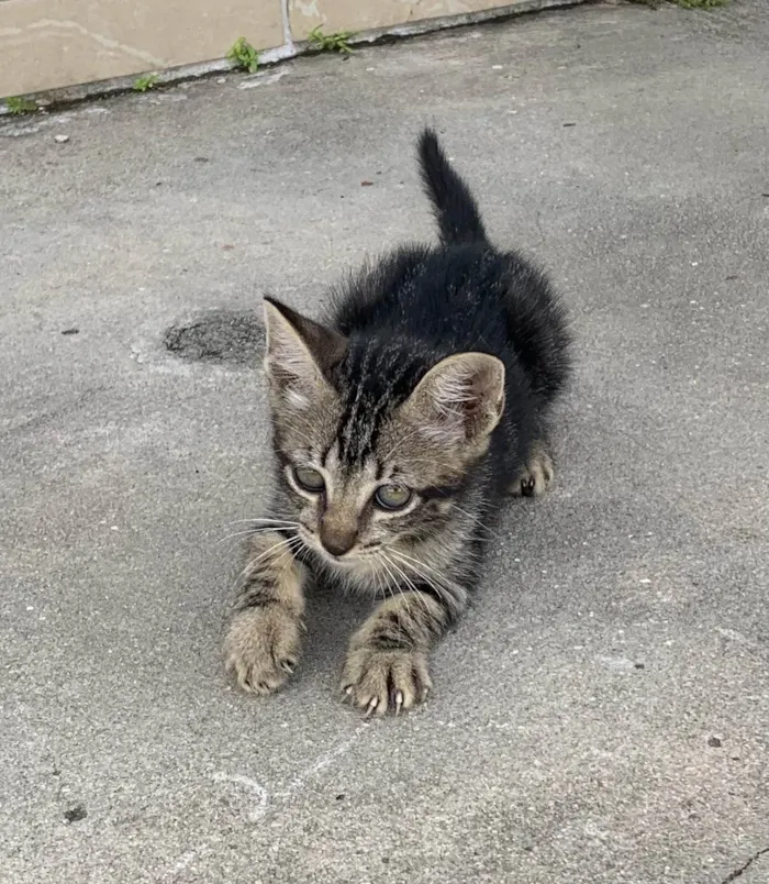 Gato ra a Nao sei idade Abaixo de 2 meses nome Tina e Cris