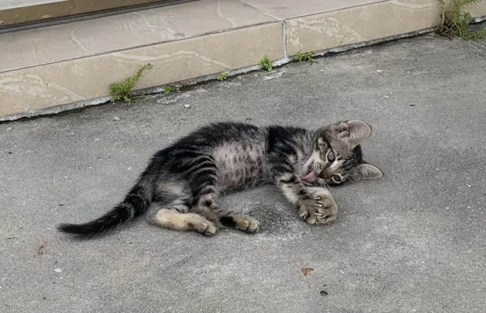 Gato ra a Nao sei idade Abaixo de 2 meses nome Tina e Cris