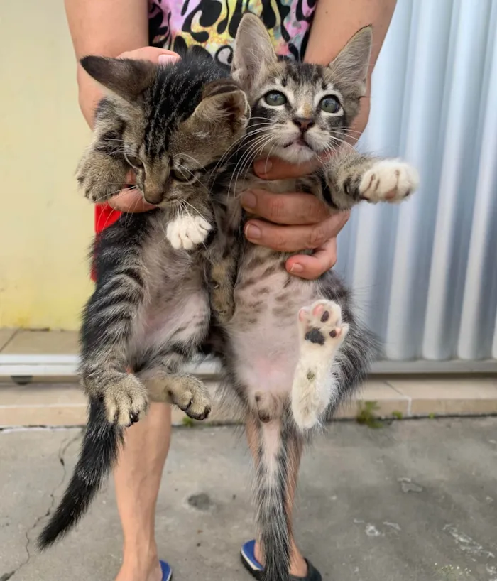 Gato ra a Nao sei idade Abaixo de 2 meses nome Tina e Cris