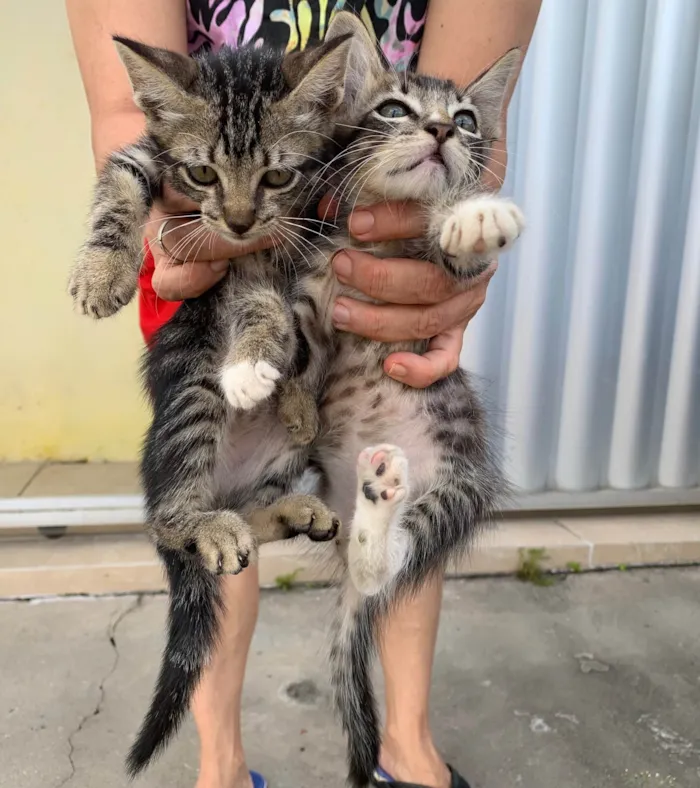 Gato ra a Nao sei idade Abaixo de 2 meses nome Tina e Cris