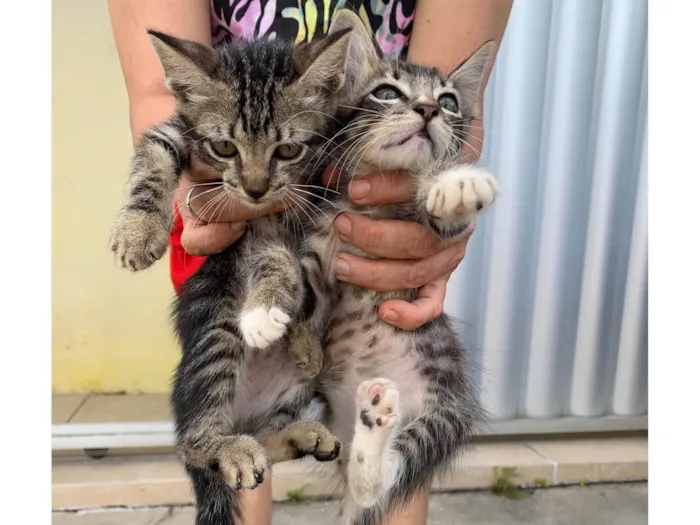 Gato ra a Nao sei idade Abaixo de 2 meses nome Tina e Cris