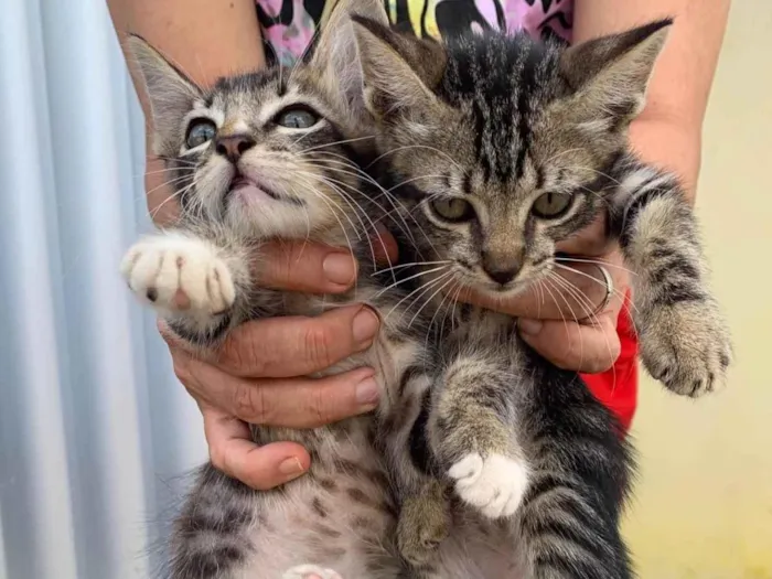 Gato ra a Nao sei idade Abaixo de 2 meses nome Tina e Cris