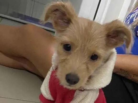 Cachorro raça SRD-ViraLata idade 2 a 6 meses nome Sol 