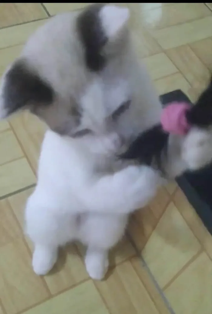 Gato raça SRD-ViraLata idade 2 a 6 meses nome Mel