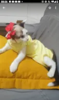 Mel