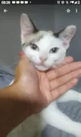 Mel