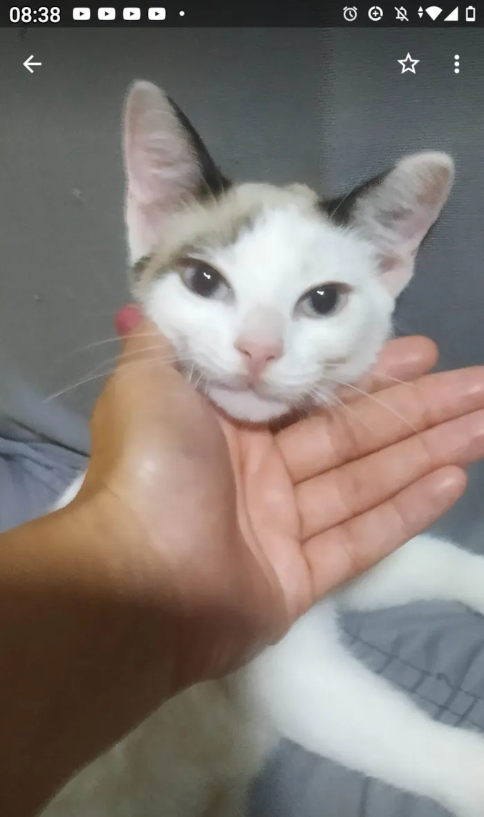 Gato raça SRD-ViraLata idade 2 a 6 meses nome Mel