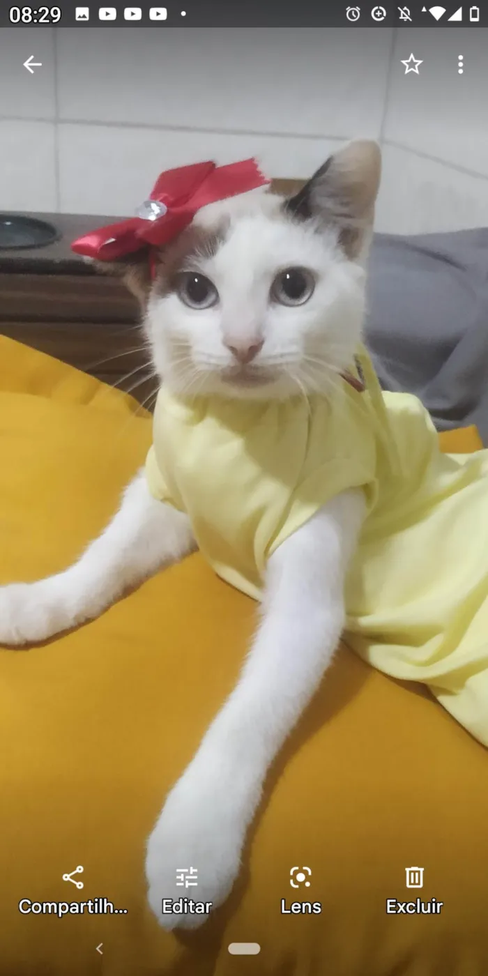 Gato raça SRD-ViraLata idade 2 a 6 meses nome Mel