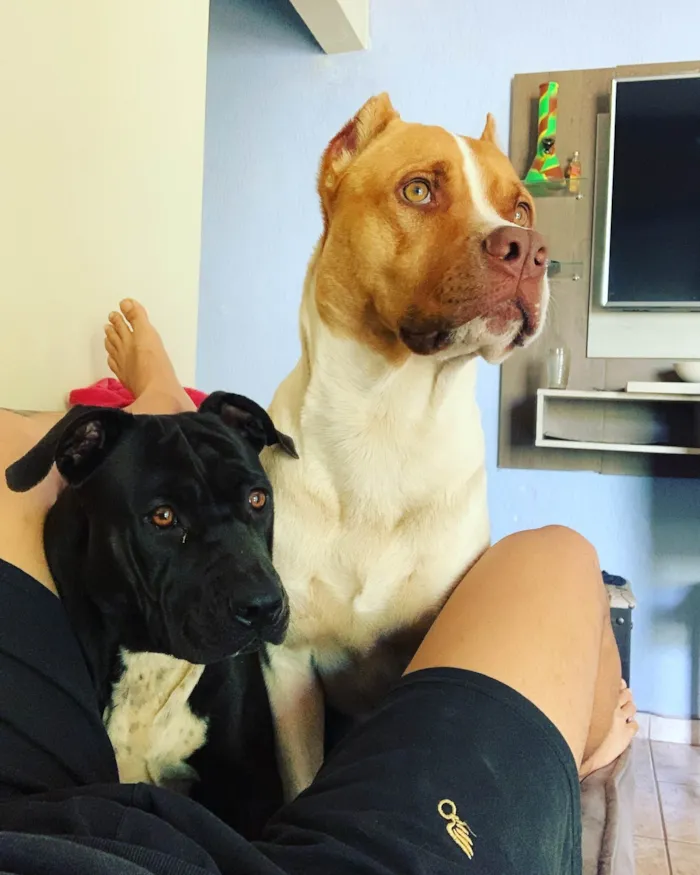 Cachorro ra a Pitbull idade 2 anos nome Zeus e Zara