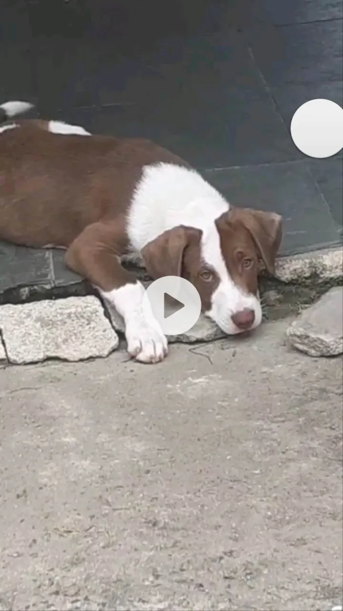 Cachorro ra a SRD-ViraLata idade 1 ano nome Erick