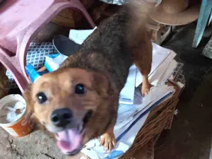 Cachorro raça srd idade 2 anos nome Sofia