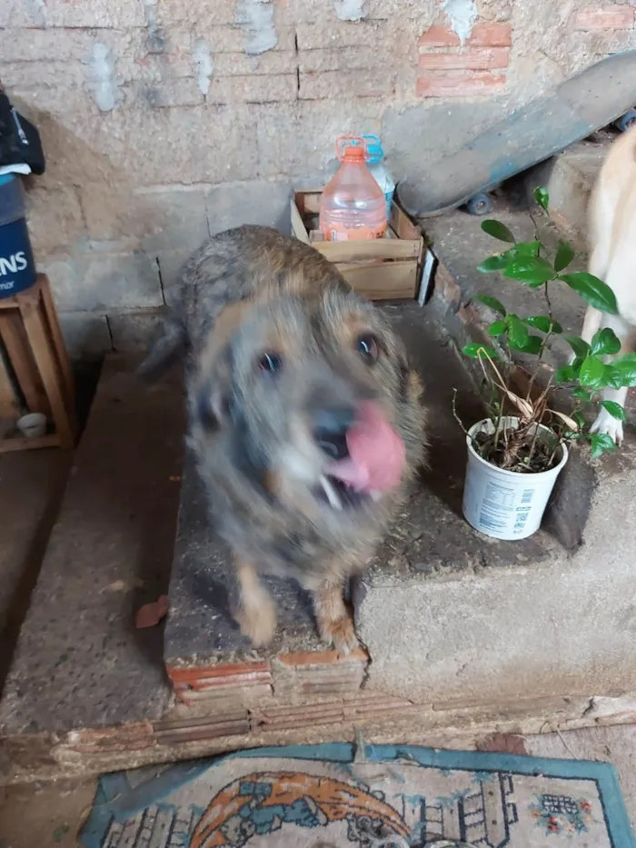 Cachorro ra a SRD-ViraLata idade 4 anos nome Moleque