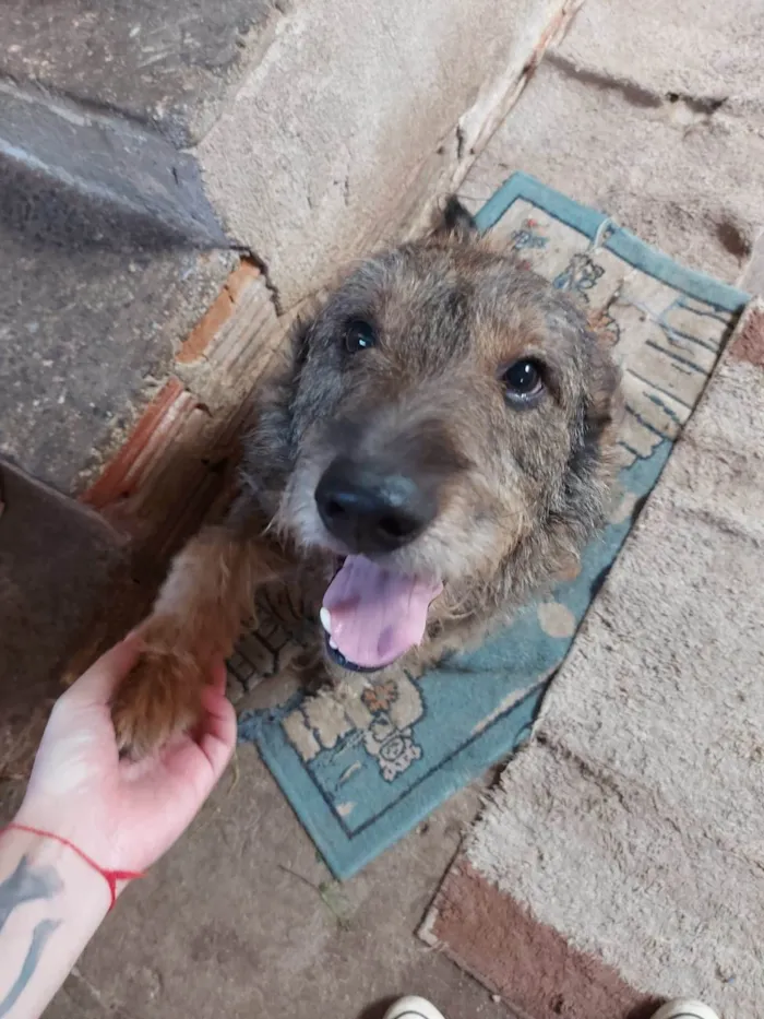 Cachorro ra a SRD-ViraLata idade 4 anos nome Moleque