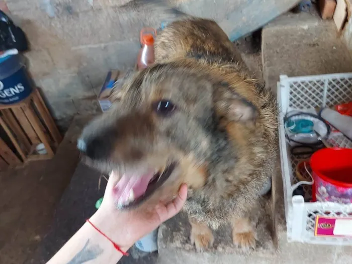 Cachorro ra a SRD-ViraLata idade 4 anos nome Moleque