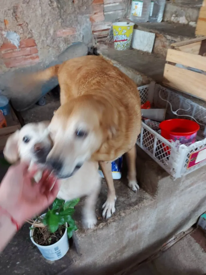 Cachorro ra a SRD-ViraLata idade 5 anos nome Suri