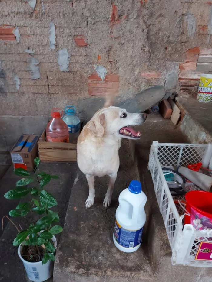 Cachorro ra a SRD-ViraLata idade 5 anos nome Suri