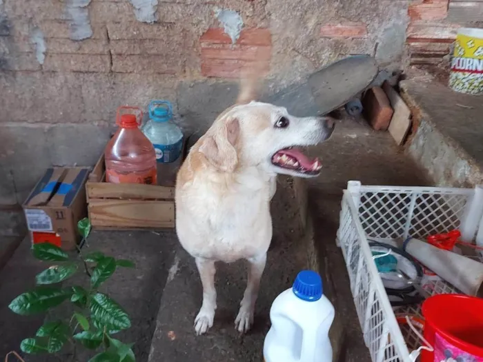 Cachorro ra a SRD-ViraLata idade 5 anos nome Suri