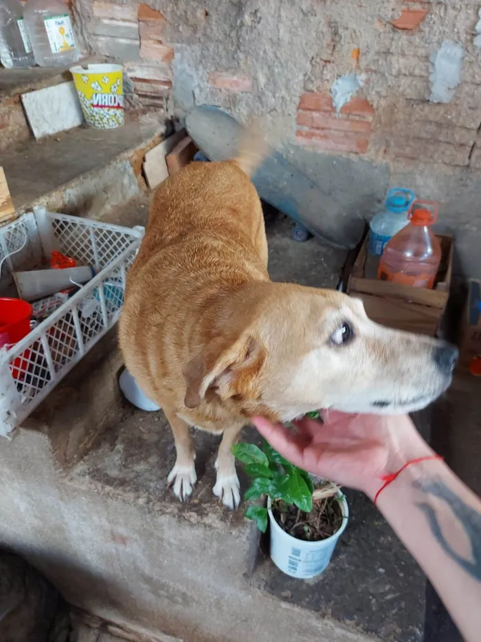 Cachorro ra a SRD-ViraLata idade 6 ou mais anos nome Mel