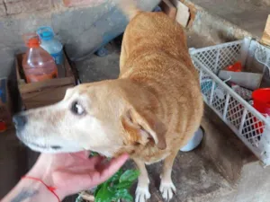 Cachorro raça SRD-ViraLata idade 6 ou mais anos nome Mel